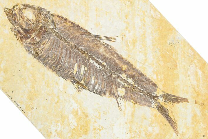 Detailed Fossil Fish (Knightia) - Wyoming #357548